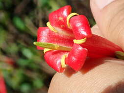 Image of Augusta longifolia (Spreng.) Rehder