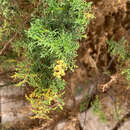 Image of Ambrosia artemisioides Meyen & Walp.