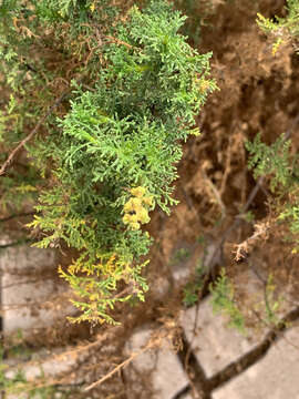 Image of Ambrosia artemisioides Meyen & Walp.