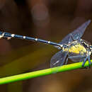 Image of Hemigomphus cooloola Watson 1991