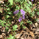 Image of spotted phacelia