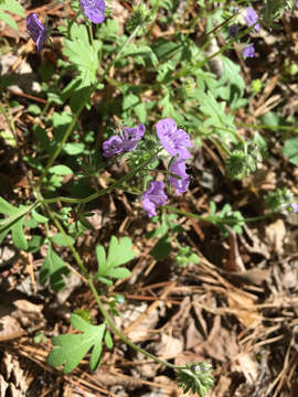 Phacelia maculata Wood的圖片