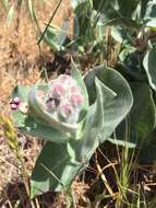 Imagem de Asclepias californica subsp. greenei Woods.