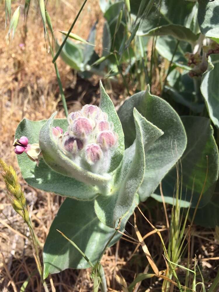 Imagem de Asclepias californica subsp. greenei Woods.