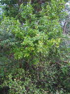 Image of Japanese spindletree