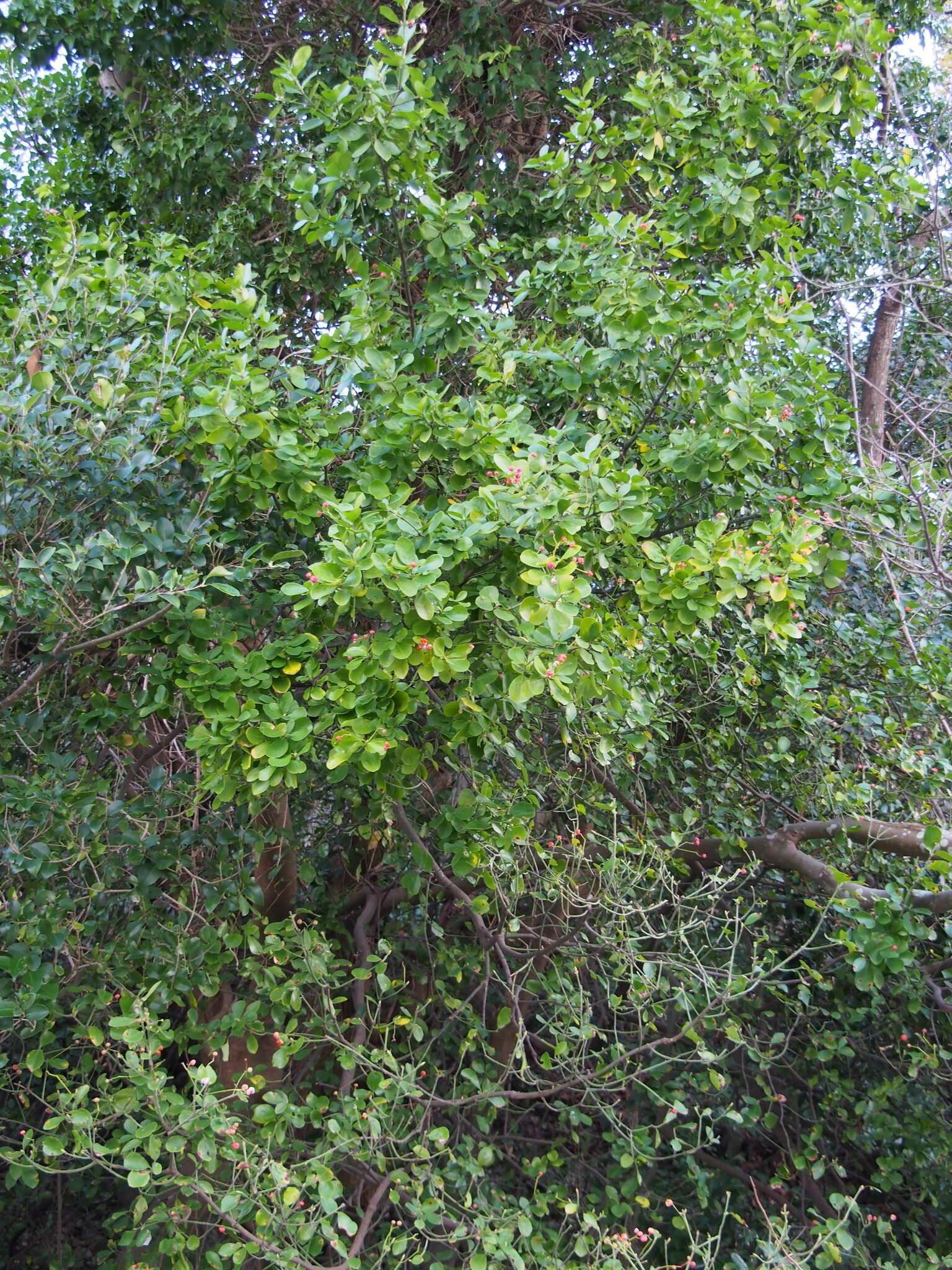 Plancia ëd Euonymus japonicus Thunb.