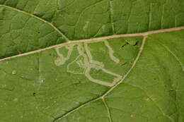 Image of Phytomyza lappae Goureau 1851