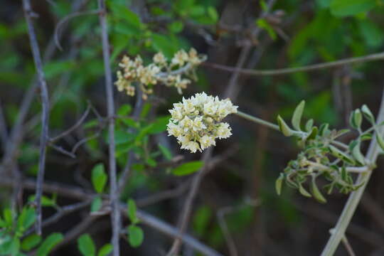 Image of Serjania palmeri S. Wats.