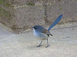 Image of Blue-breasted Fairy-wren