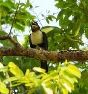 Image of Black-girdled Barbet