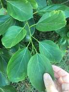 Image of Assyrian plum