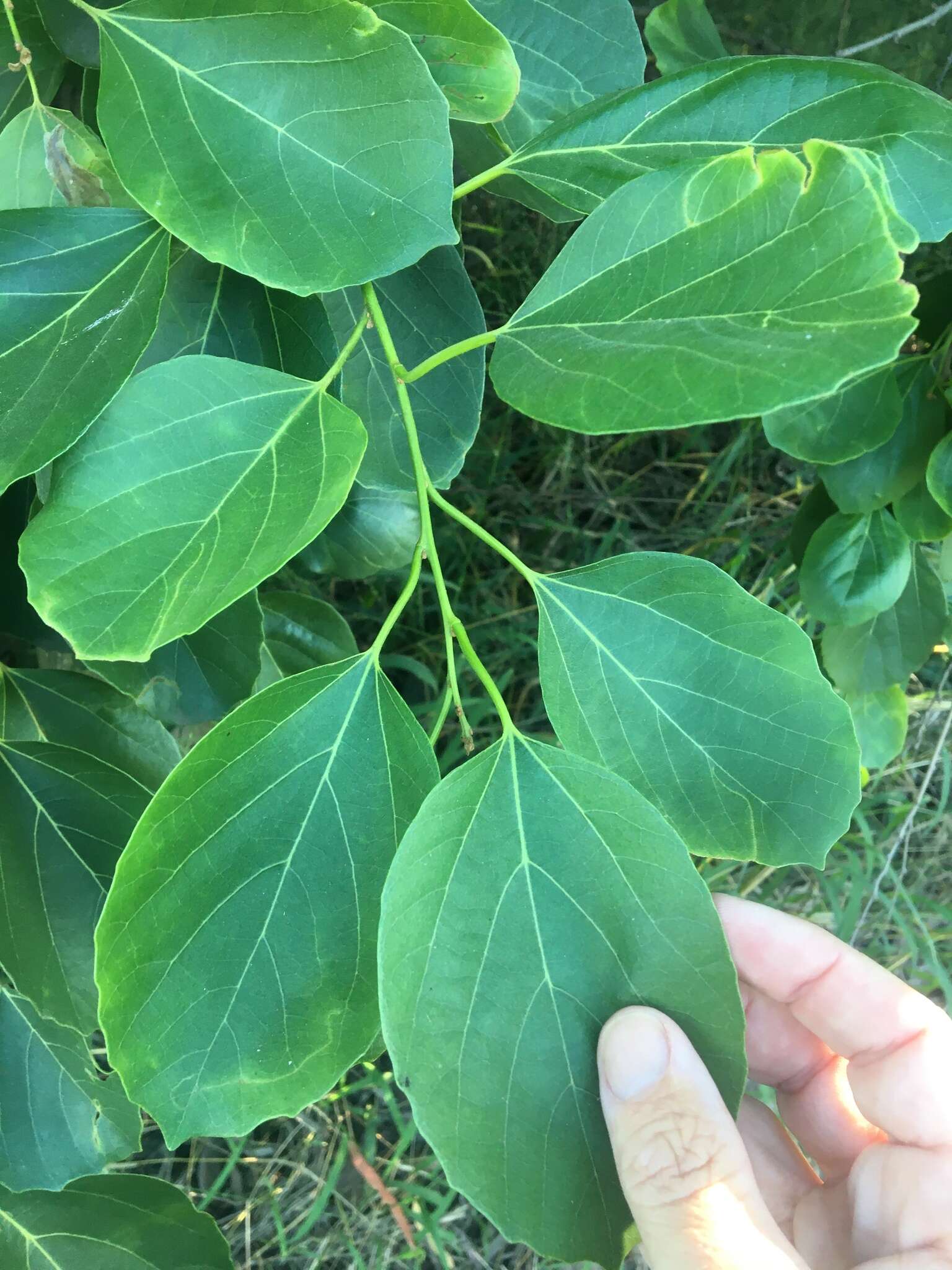 Слика од Cordia myxa L.