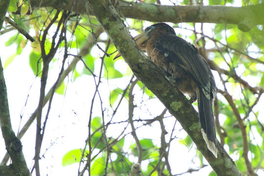 Image of Austen's Brwon Hornbill