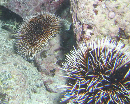 Image of White Sea Urchin