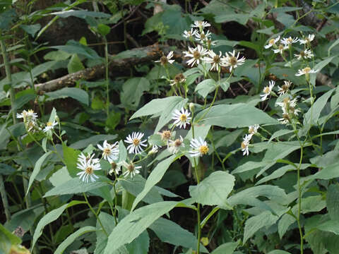 Image of rockcastle aster
