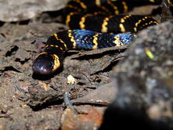 Image of Carib Coral Snake