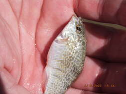 Image of Goldspotted killifish