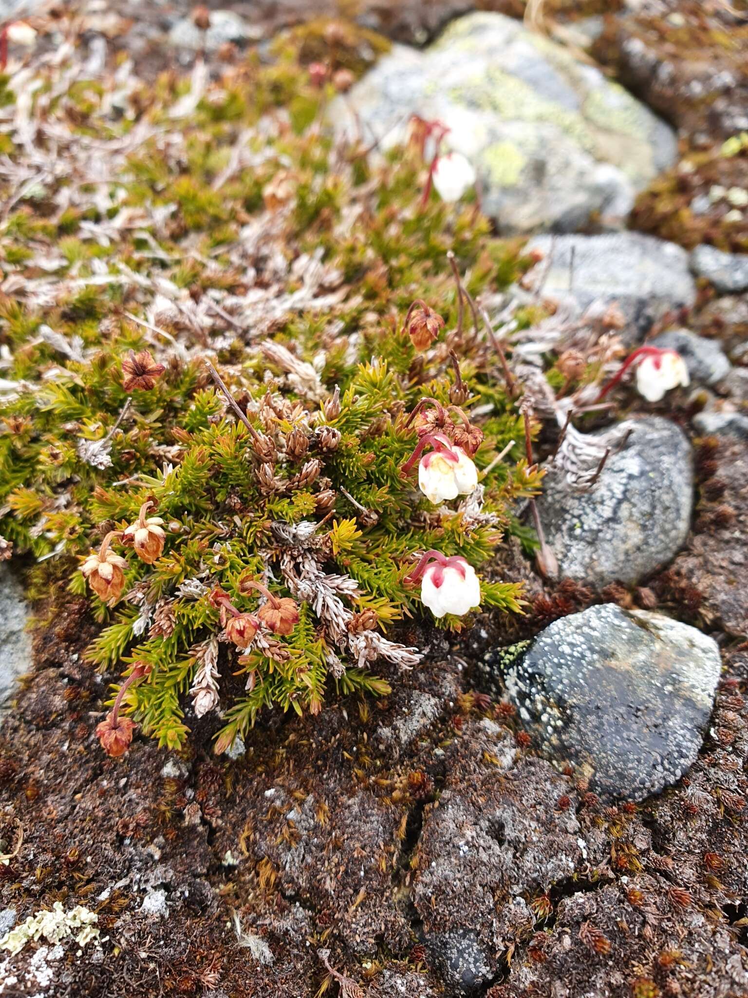 Imagem de Harrimanella hypnoides (L.) Coville