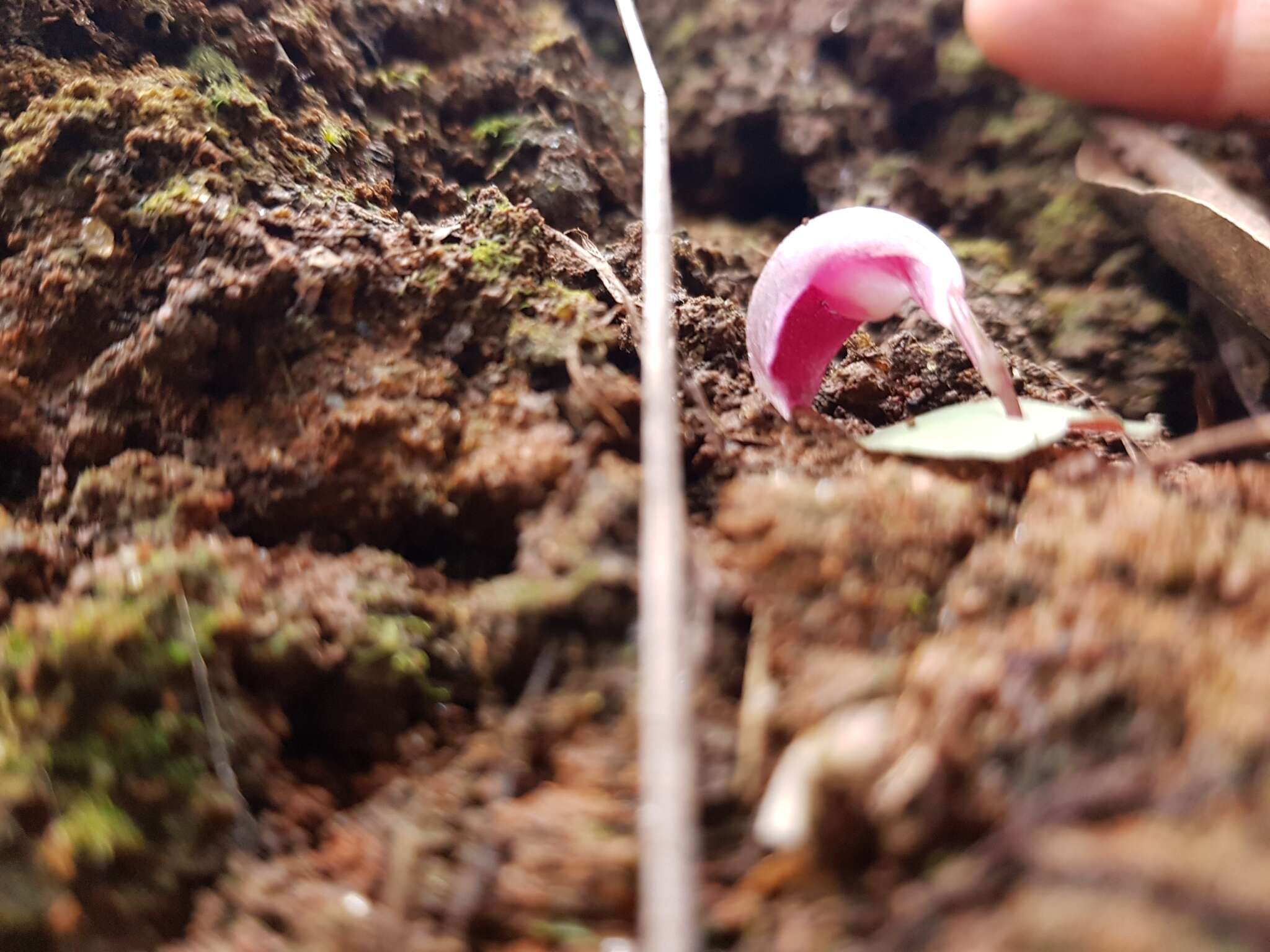 Image de Corybas aconitiflorus Salisb.