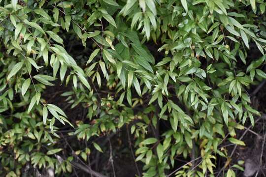 Image of Cephalanthus glabratus (Spreng.) K. Schum.