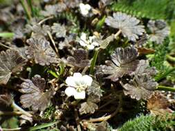 Imagem de Geranium brevicaule Hook.