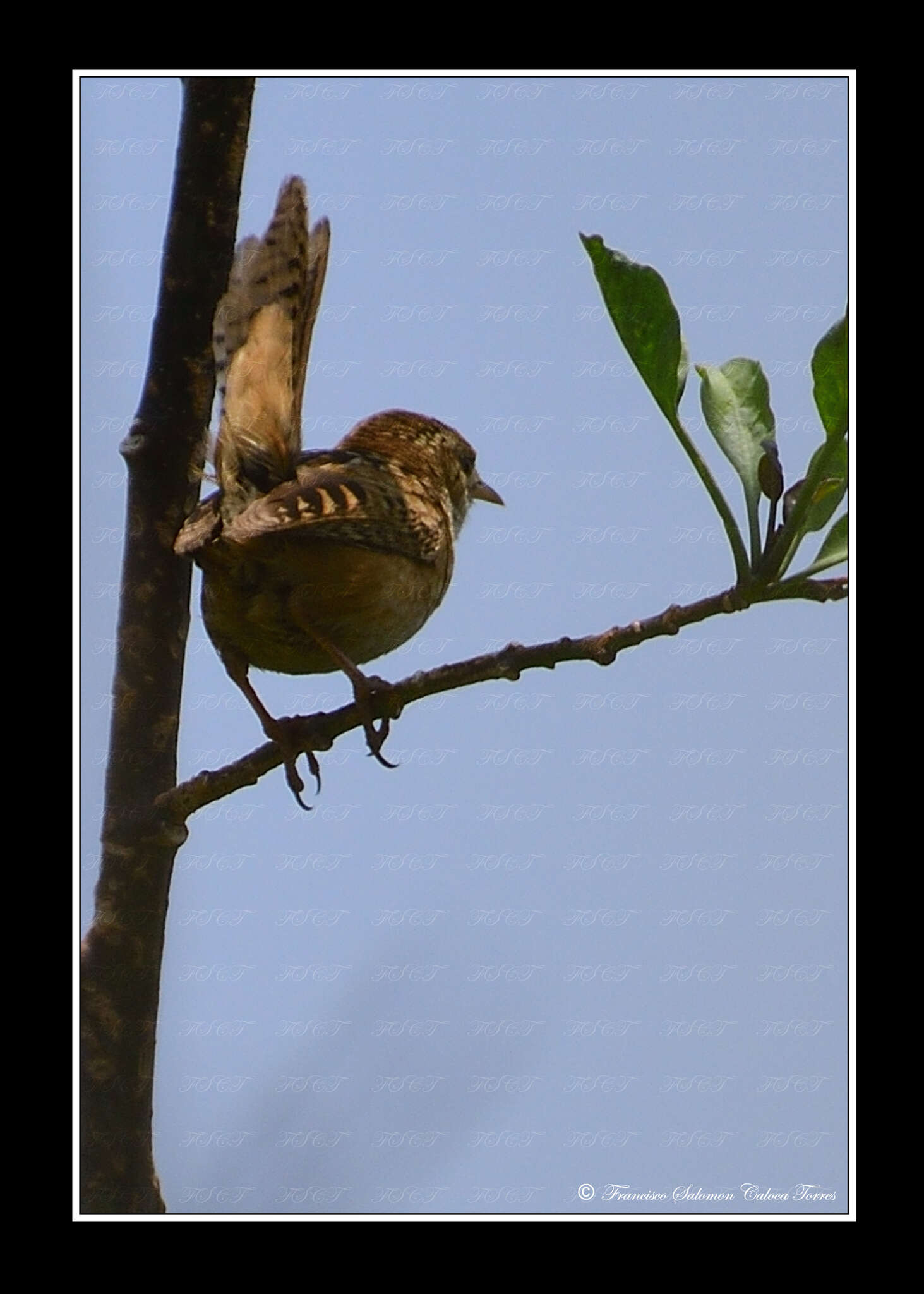 Image of Grass Wren