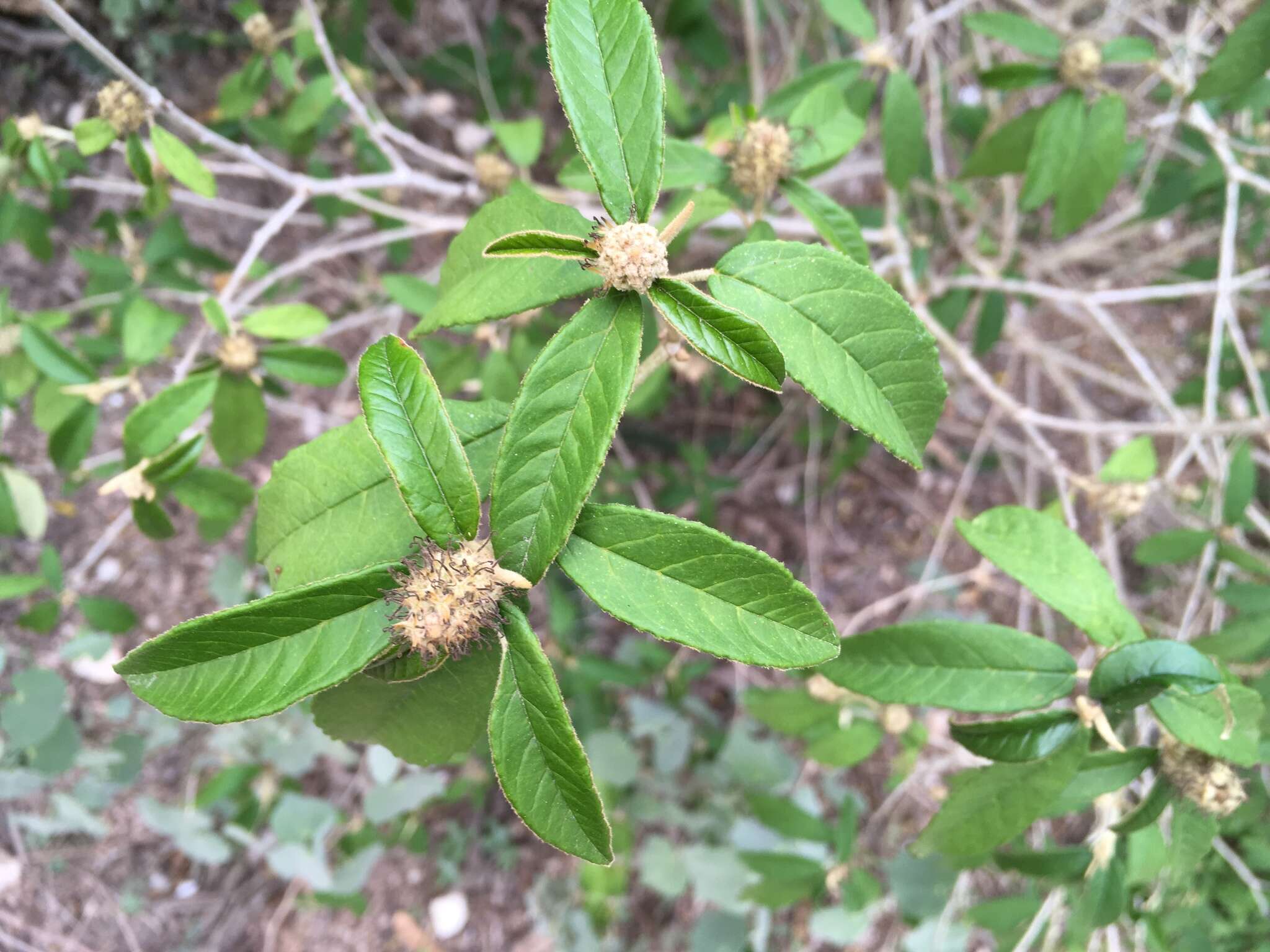 Image of Cortez's croton