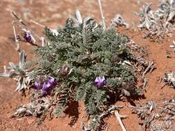 صورة Astragalus desperatus M. E. Jones