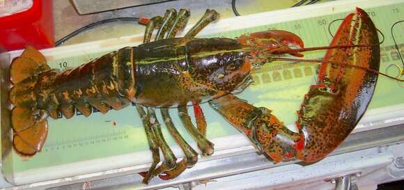 Image of American Lobster