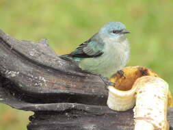 Image of Black-legged Dacnis