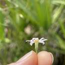 Image of Brace's aster