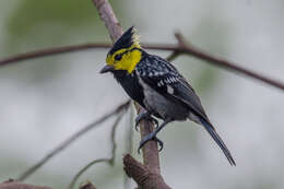 Image of Yellow-cheeked Tit