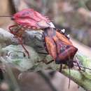 Image of Carpocoris mediterraneus Tamanini 1958