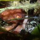 Image of southern white-spot octopus