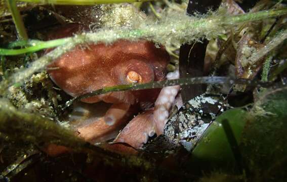 Image of southern white-spot octopus