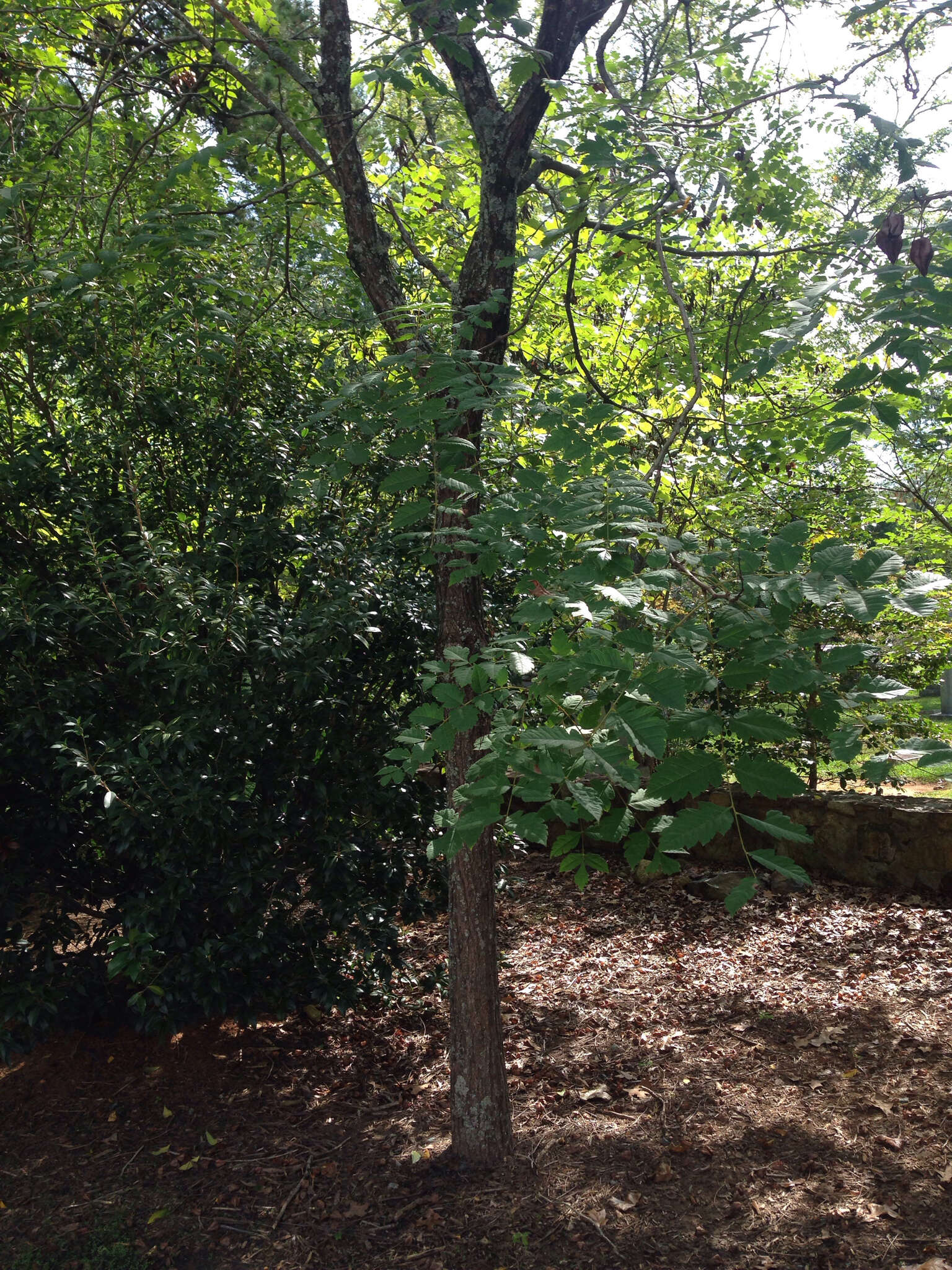 Image of Golden-rain tree