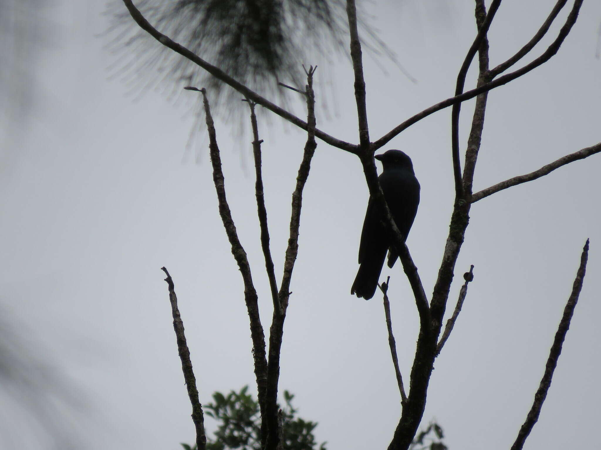 Image of Coracina caledonica caledonica (Gmelin & JF 1788)