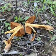 Image of Cortinarius orellanus Fr. 1838