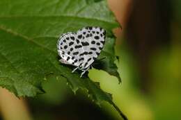 Image of Forest Pierrot