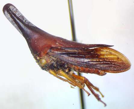 Aconophora laminata Fairmaire resmi