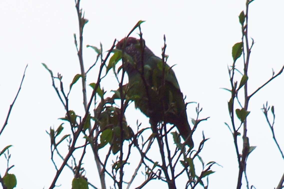 Image of Speckle-faced Parrot