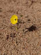 Image of Mojave suncup