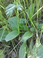 Image de Dodecatheon clevelandii subsp. clevelandii