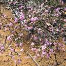 Image of Boronia capitata Benth.