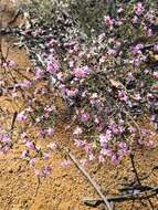 Image of Boronia capitata Benth.