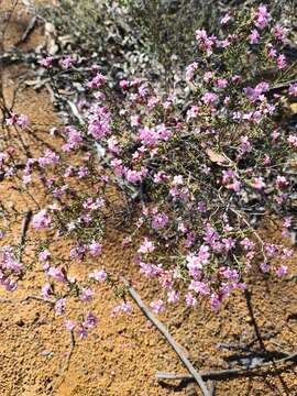 Image of Boronia capitata Benth.