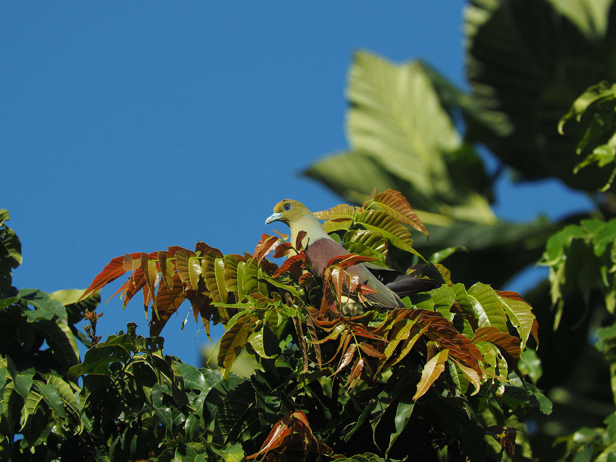 Image of Taiwan Green-pigeon