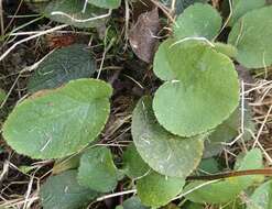 Image of Brachyglottis southlandica (Cockayne) B. Nord.