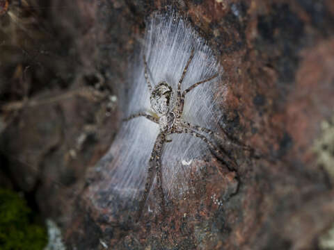 Image of Rhysodromus pictus (Kroneberg 1875)