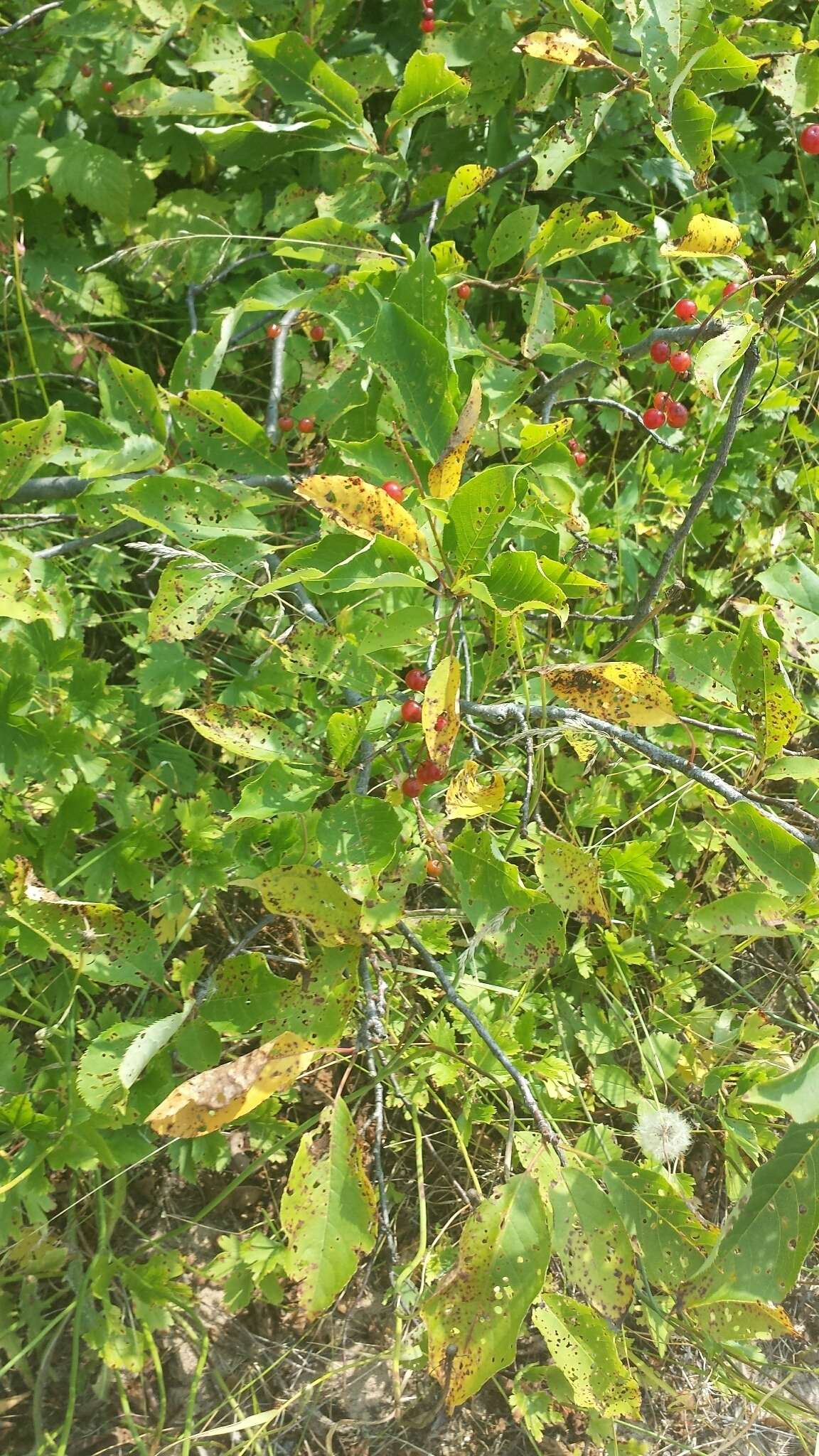 Image of chokecherry